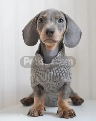 İlan Fotoğrafı