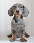 EXOTİC DACHSHUND YAVRULARI 