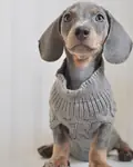 EXOTİC DACHSHUND YAVRULARI  - fotoğraf 3