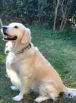 Golden Retriever  zeki, sevecen ve insan odaklı  - fotoğraf 4