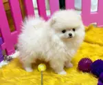 POMERANİAN BOO TEA CUP BABY FACE - fotoğraf 2