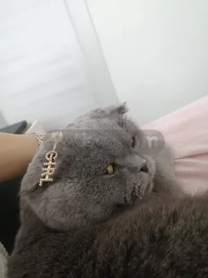 Kedi - fotoğraf 2