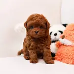 KOREDEN GELEN SHOW DUZEY TOY POODLE YAVRULARIM  - Toy Poodle - İstanbul