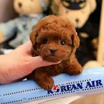 KOREDEN GELEN SHOW DUZEY TOY POODLE YAVRULARIM  - fotoğraf 2
