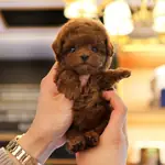 KOREDEN GELEN SHOW DUZEY TOY POODLE YAVRULARIM  - fotoğraf 3