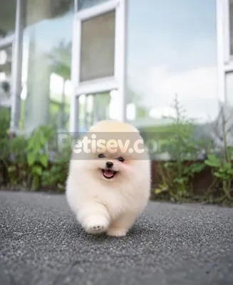 İlan Fotoğrafı