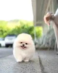 Pomeranian boo Teddy Bear Ayiciklar  - fotoğraf 2