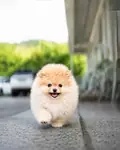 Pomeranian boo Teddy Bear Ayiciklar  - fotoğraf 3