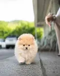Pomeranian boo Teddy Bear Ayiciklar  - fotoğraf 4