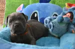 BLUE CANE CORSO YAVRULARI - fotoğraf 3