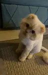 scottish fold long hair yellow point - fotoğraf 3