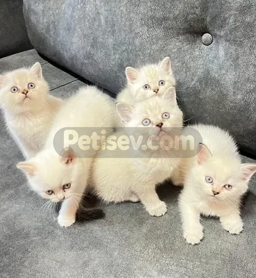 İlan Fotoğrafı