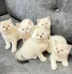 Safkan Kaliteli Yavrular Üretim değildir - fotoğraf 2
