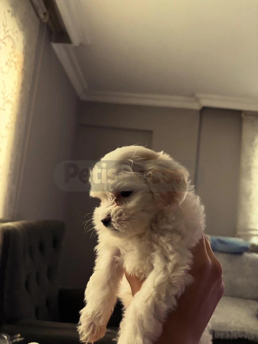 Can dostu - Maltese Manisa