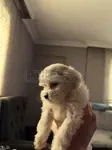 Can dostu