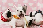 FRENCH BULLDOG YAVRULARI