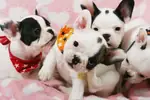FRENCH BULLDOG YAVRULARI - fotoğraf 2
