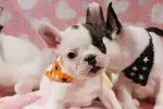 FRENCH BULLDOG YAVRULARI - fotoğraf 3