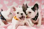 FRENCH BULLDOG YAVRULARI - fotoğraf 4