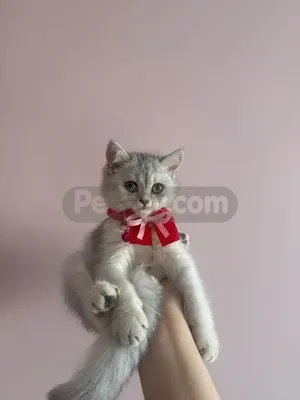 İnci İçin Sevgi Dolu Bir Yuva Arıyoruz - fotoğraf 1