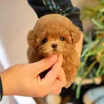 EN GUZEL TATLI KORE POODLE BEBISLERIMIZ  - Toy Poodle - İstanbul