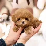 EN GUZEL TATLI KORE POODLE BEBISLERIMIZ  - fotoğraf 2
