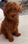 Yavru Toy Poodle