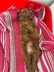 Yavru Toy Poodle - fotoğraf 2
