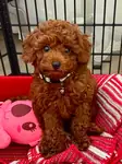 Yavru Toy Poodle - fotoğraf 3