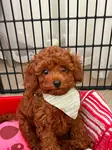 Yavru Toy Poodle - fotoğraf 4