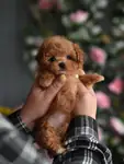 Maltipoo Mini Yavrularımız 