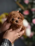 Maltipoo Mini Yavrularımız  - fotoğraf 2