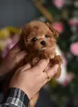 Maltipoo Mini Yavrularımız  - fotoğraf 3