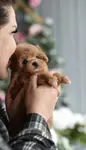 Maltipoo Mini Yavrularımız  - fotoğraf 4