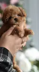 Maltipoo Mini Yavrularımız  - fotoğraf 5