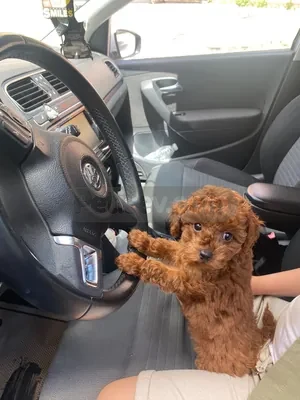 Toy poodle - fotoğraf 1