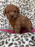 Özel Renk Red Maltipoo Yavrular - fotoğraf 2