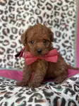 Özel Renk Red Maltipoo Yavrular - fotoğraf 3