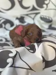 Özel Renk Red Maltipoo Yavrular - fotoğraf 5