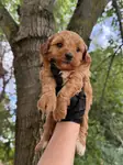 MALTİPOO DİŞİ ERKEK  - fotoğraf 3