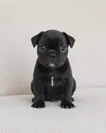 Erkek frenc Bulldog yavrumuz yeni yuvası