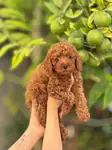 KG GARANTİLİ TOY POODLE YAVRULARI