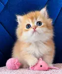 British Longhair Golden Dişi