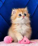 British Longhair Golden Dişi - fotoğraf 2