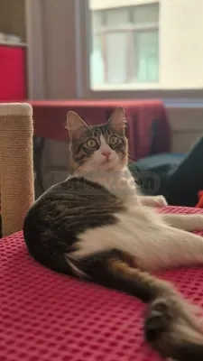 Turuncu - fotoğraf 2