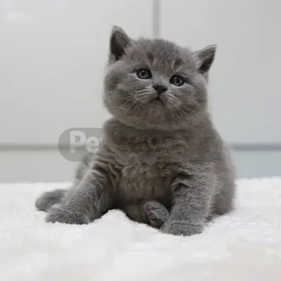 İlan Fotoğrafı