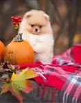 Boo Pomeranian mini Ayiciklar  - fotoğraf 3