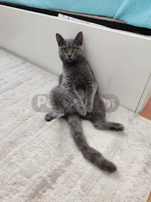 Adını Bilen, Çağırınca Gelen Tatlı mı Tatlı Bir Prenses 👑 - fotoğraf 3