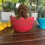 Teacup Kore poodle premium yavrumuz - fotoğraf 3