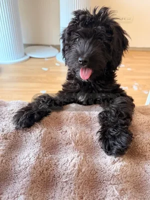 Siyah oyuncu bir toy poddle - fotoğraf 1